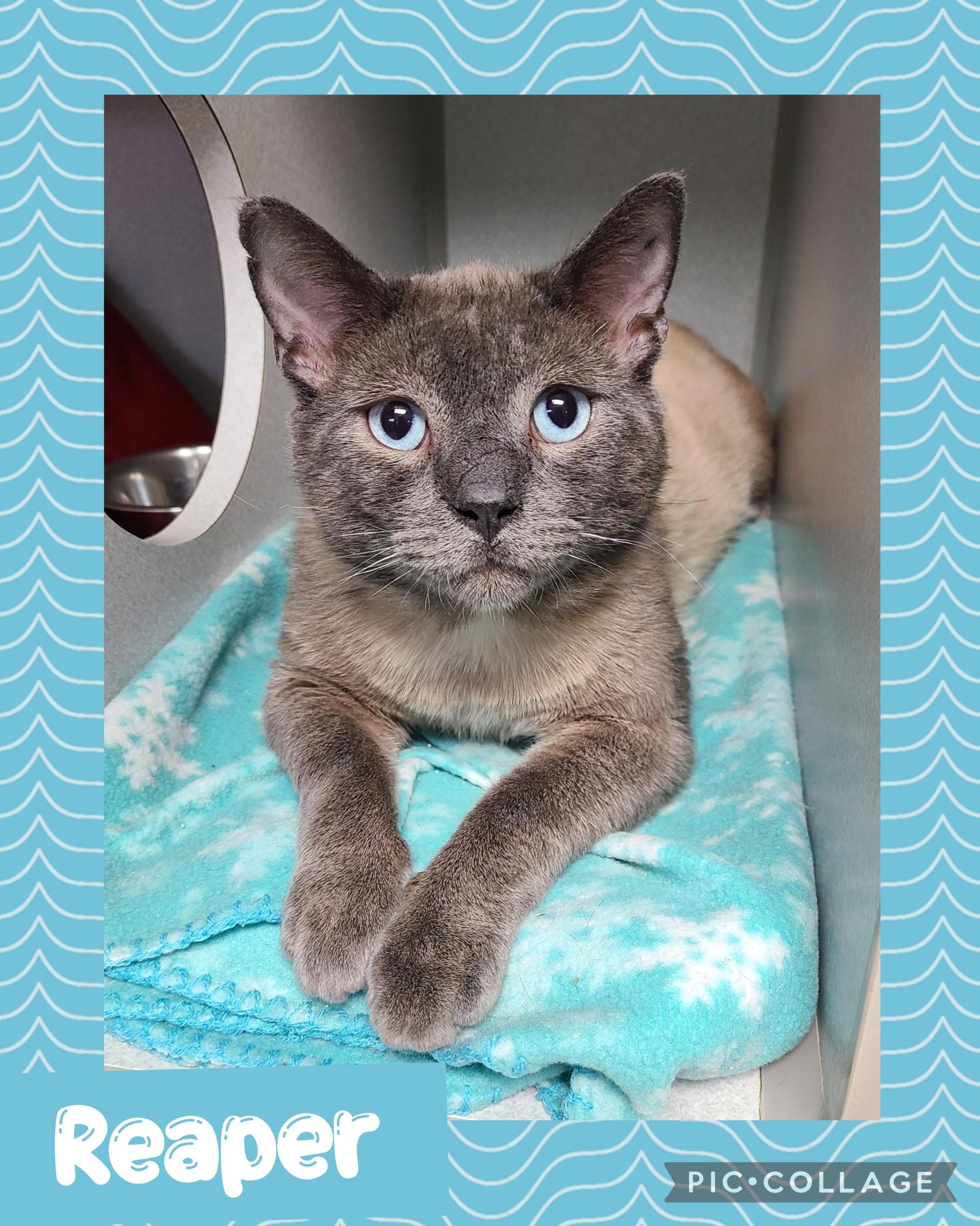 Enlarge Reaper, a ADOPTABLE Domestic Short Hair in Iron River, MI image 1/1