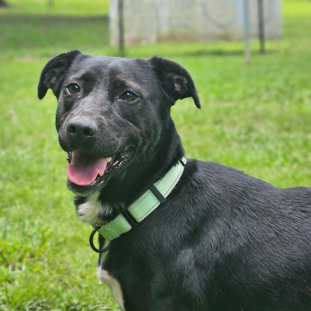 Enlarge Zafrina, a Adoptable Mixed Breed in Auburn, AL image 1/6