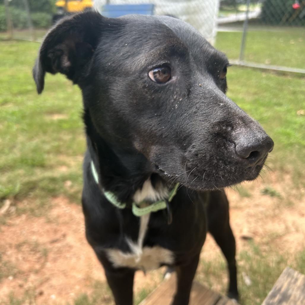 Enlarge Zafrina, a Adoptable Mixed Breed in Auburn, AL image 2/6
