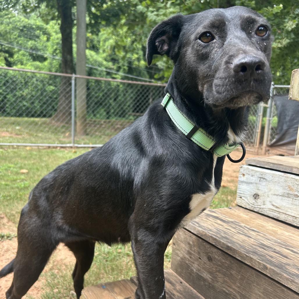 Enlarge Zafrina, a Adoptable Mixed Breed in Auburn, AL image 3/6