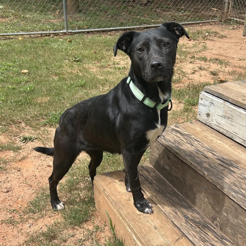 Enlarge Zafrina, a Adoptable Mixed Breed in Auburn, AL image 4/6