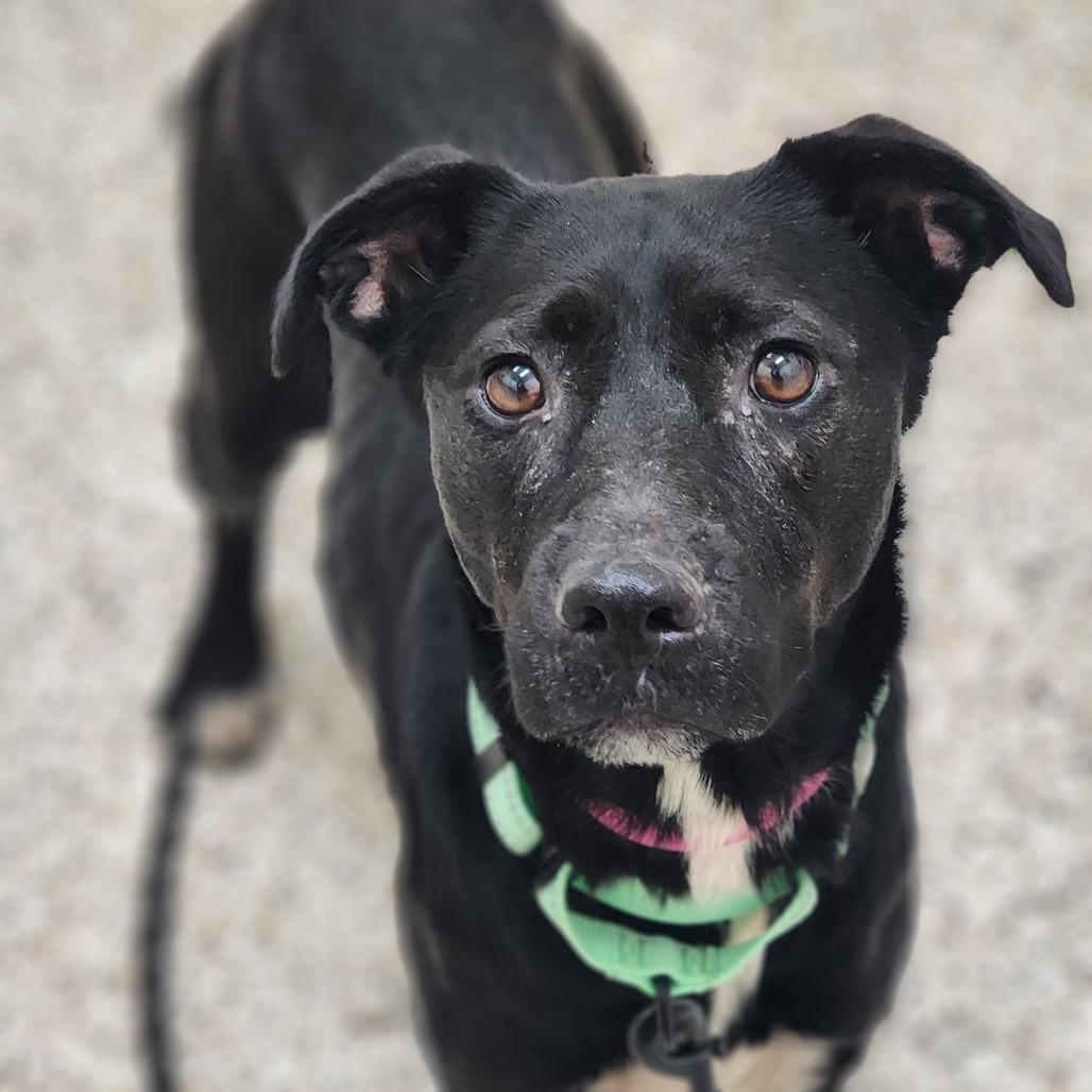 Enlarge Zafrina, a Adoptable Mixed Breed in Auburn, AL image 5/6