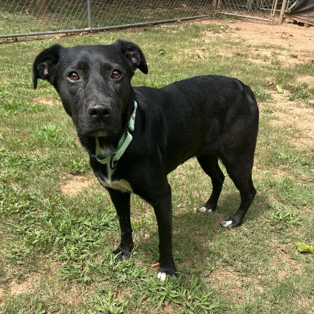 Enlarge Zafrina, a Adoptable Mixed Breed in Auburn, AL image 6/6