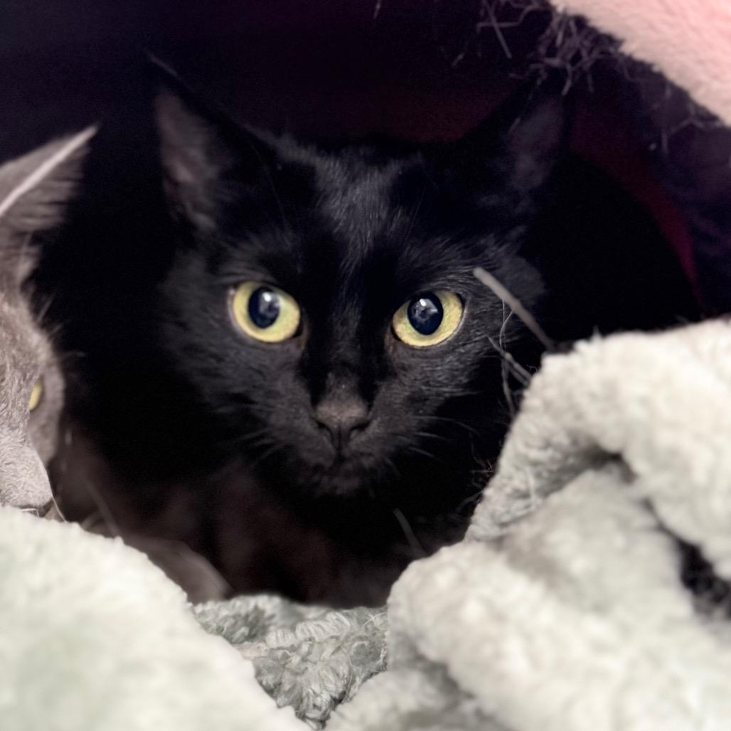 Cheyanne, Adoptable, Adult Female Domestic Short Hair.