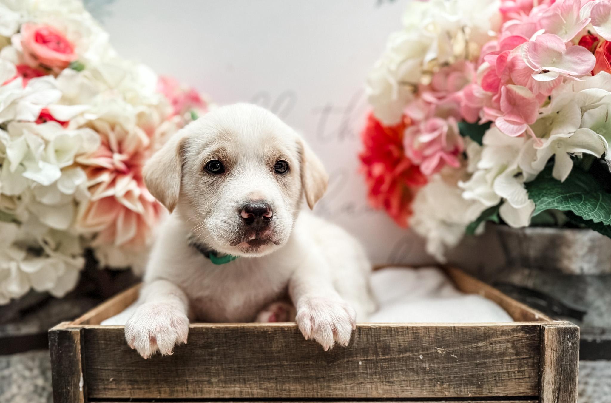Cruze, adopted, Puppy Male Labrador Retriever & Great Pyrenees.