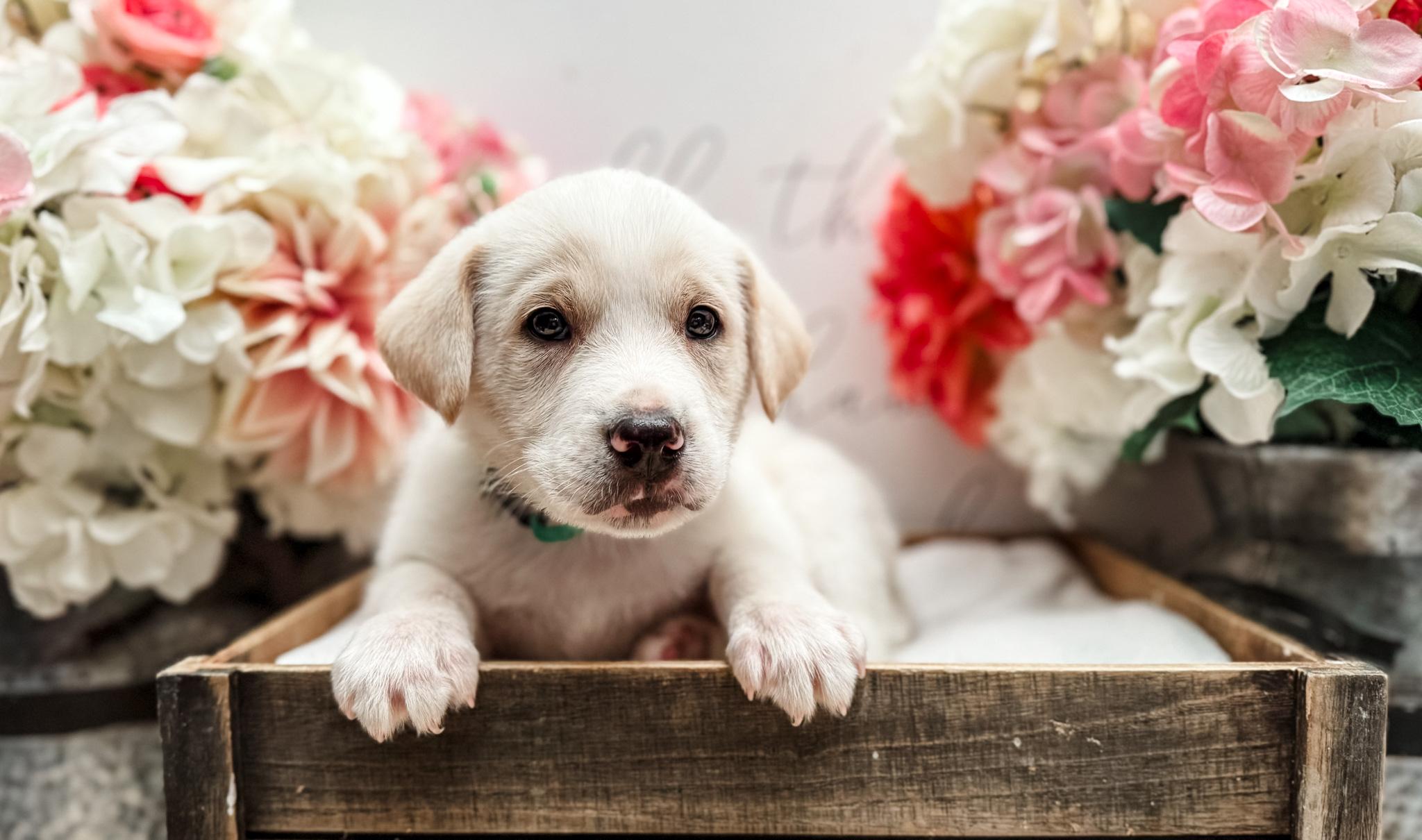Cruze, an adopted mixed breed in Newberg, OR image 2/2