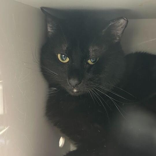 Enlarge Chubby Cheek Chester, a Adoptable Domestic Short Hair in Davenport, IA image 1/1