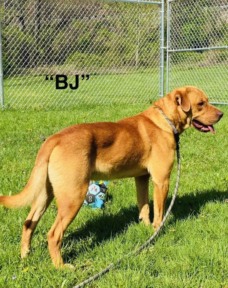 Big John, a Adopted mixed breed in Seth, WV image 4/6