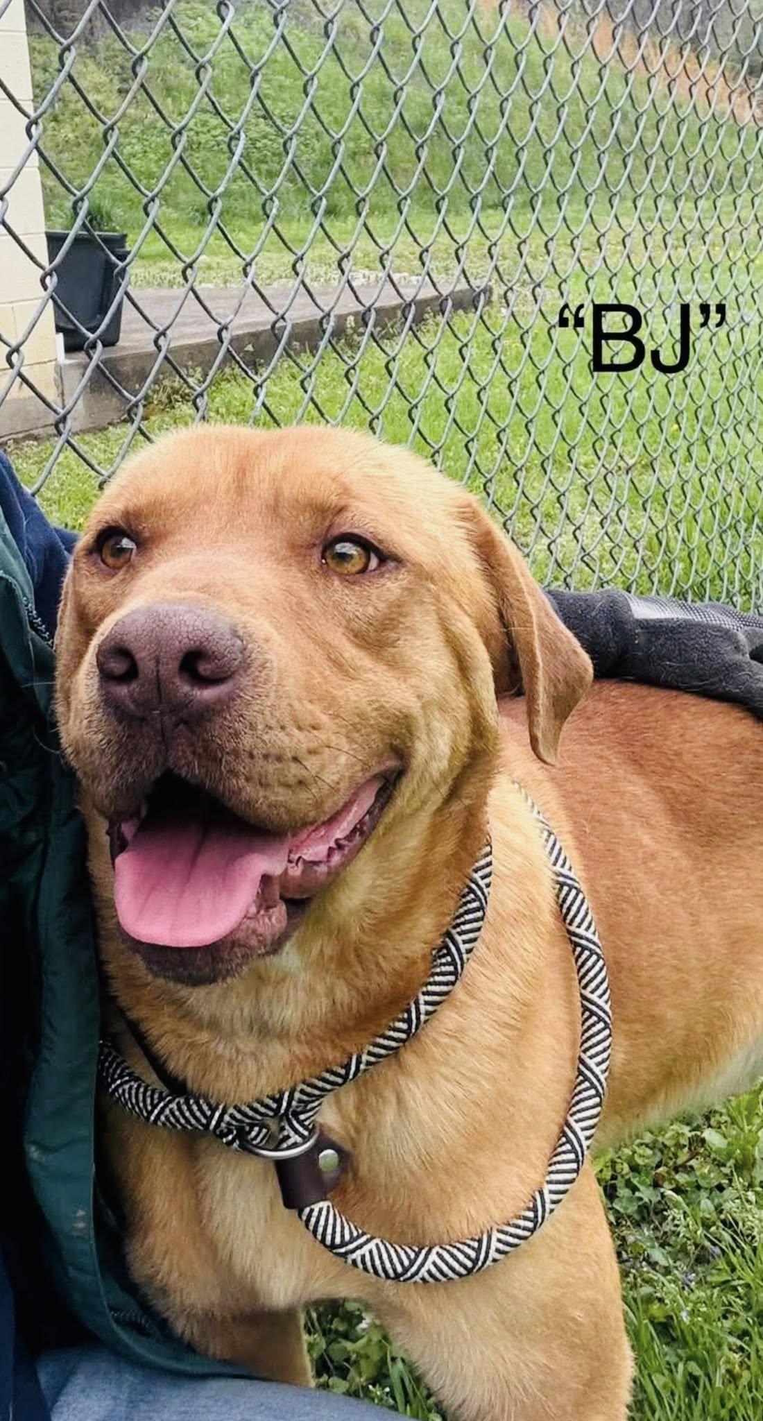 Big John, a Adopted mixed breed in Seth, WV image 5/6