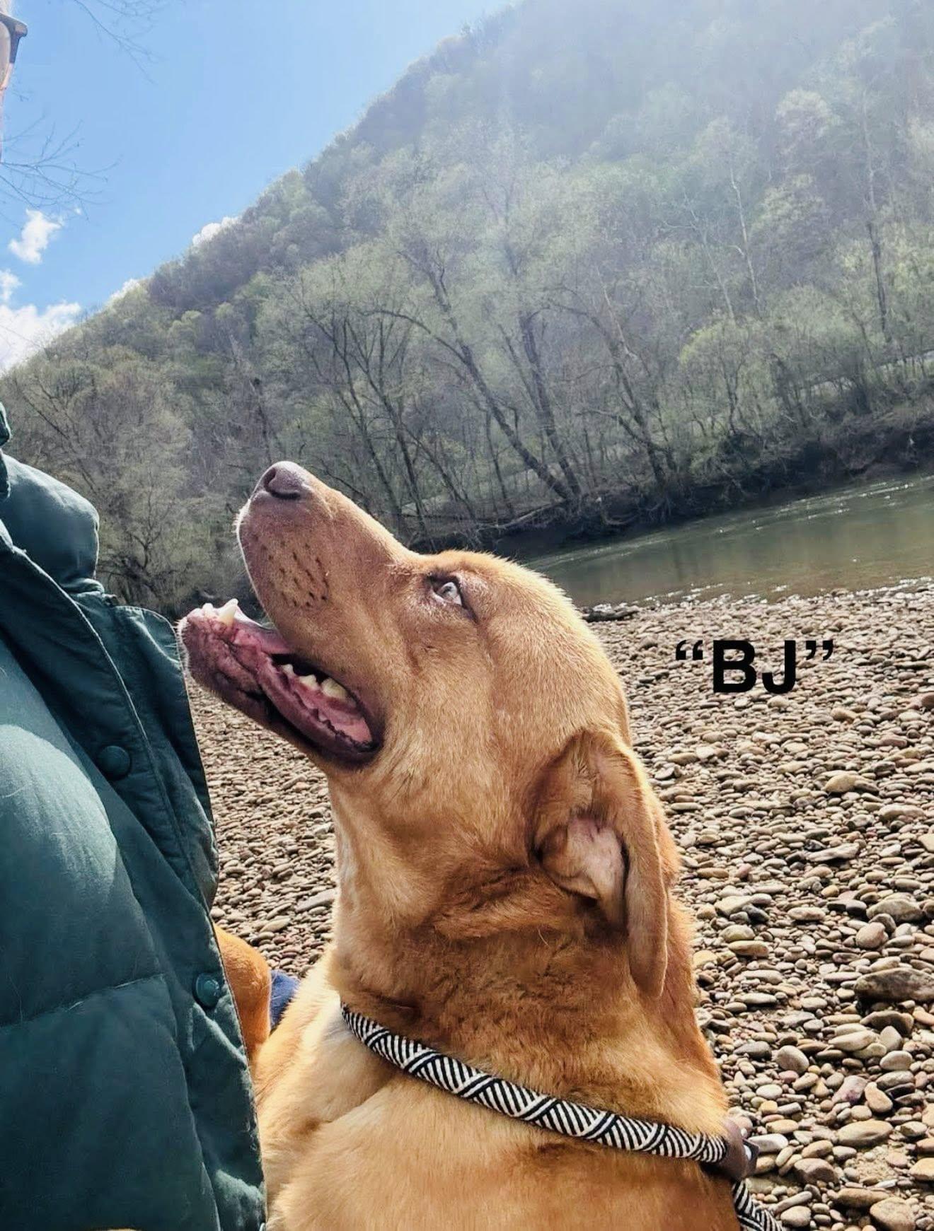 Big John, a Adopted mixed breed in Seth, WV image 6/6