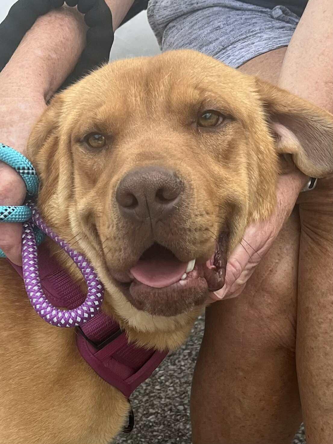 Big John, Adopted, Adult Male Labrador Retriever.