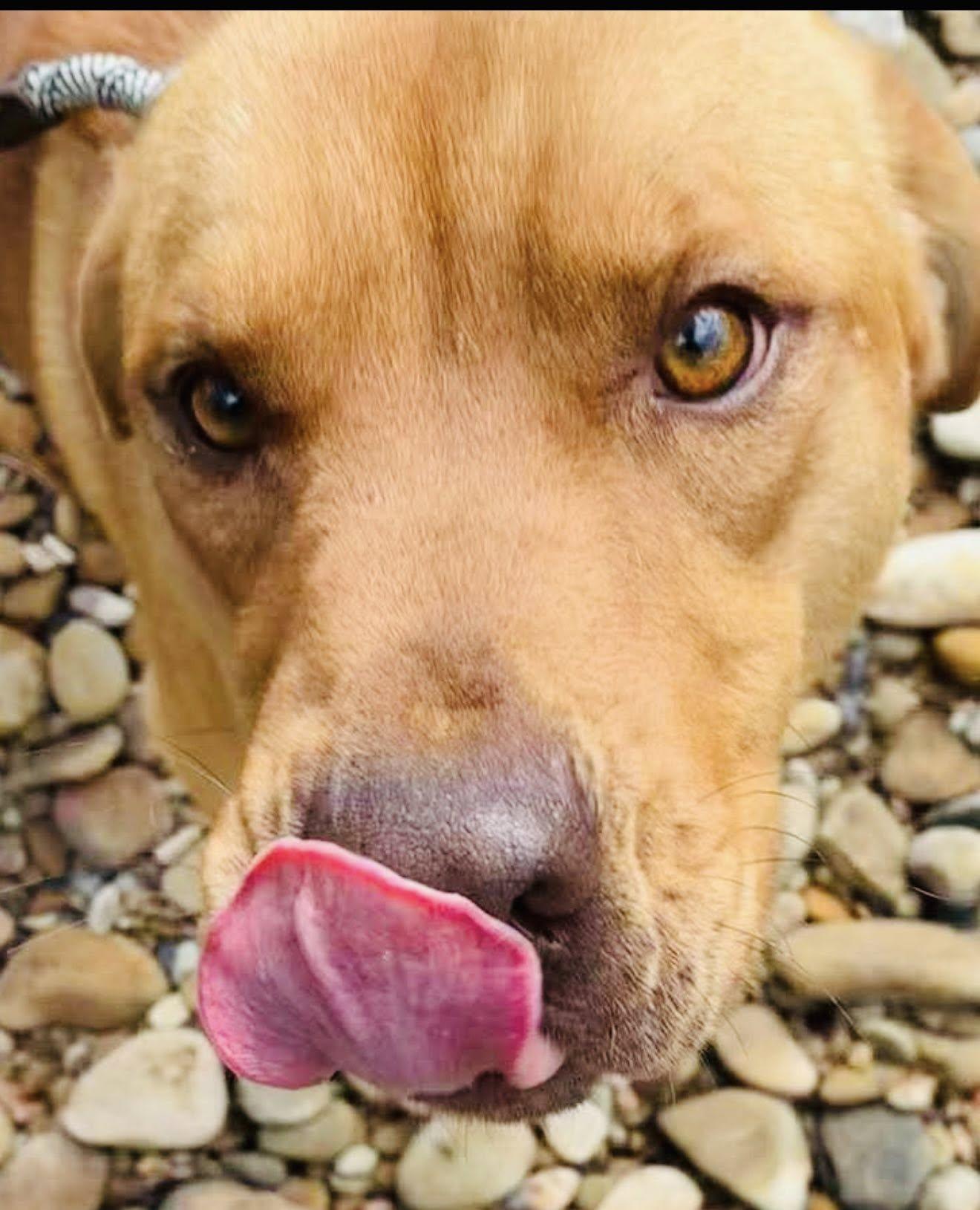 Big John, a Adopted mixed breed in Seth, WV image 2/6