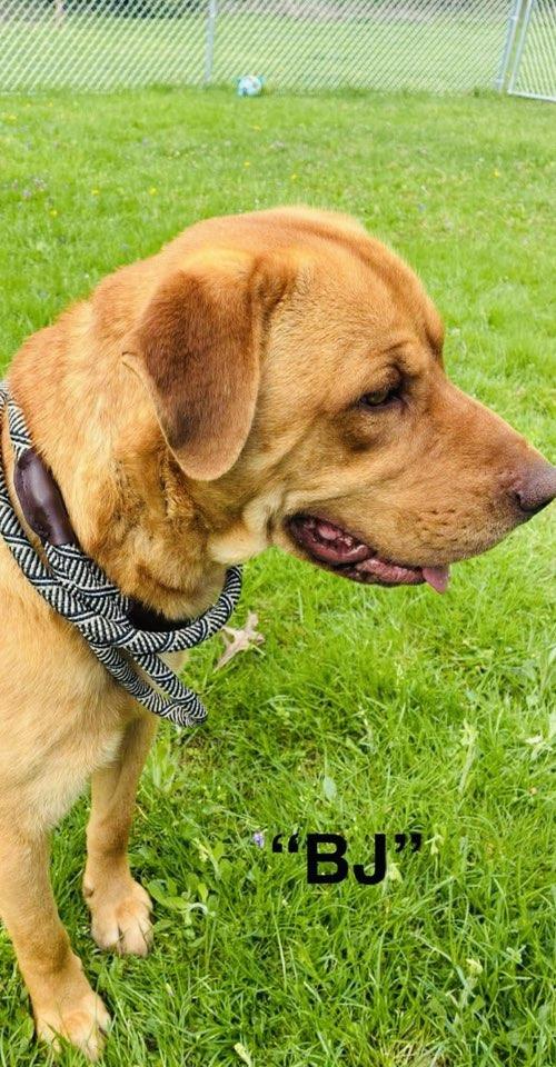 Big John, a Adopted mixed breed in Seth, WV image 3/6