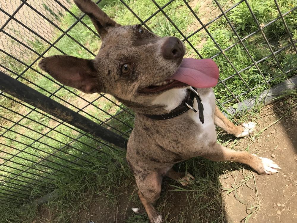Enlarge Merle 24, a Adoptable Mixed Breed in Crystal Springs, MS image 1/4