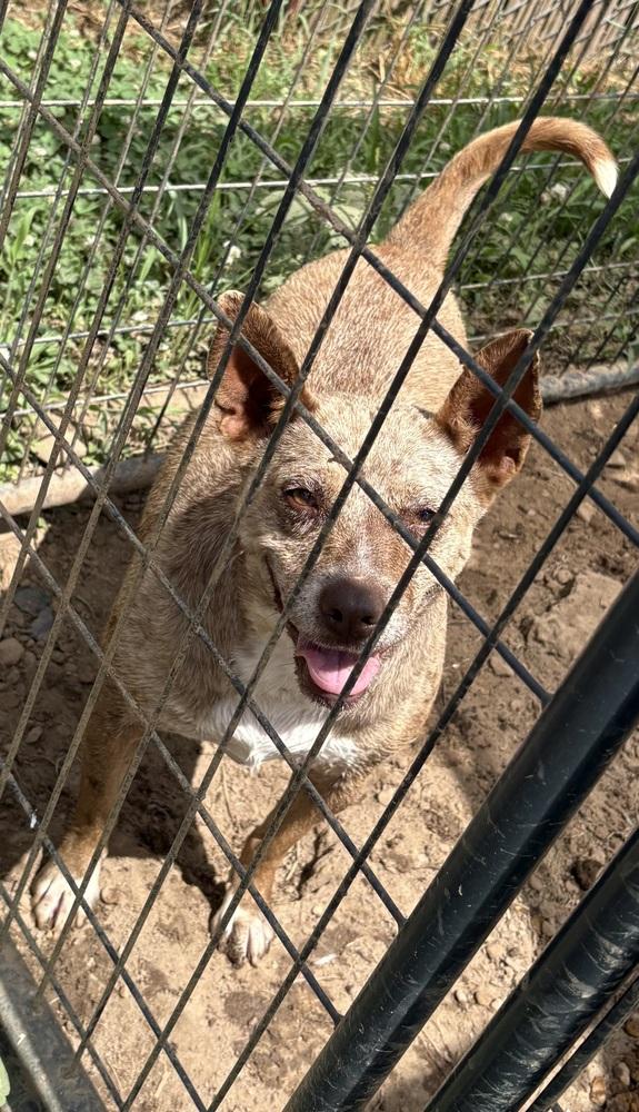Enlarge Merle 24, a Adoptable mixed breed in Crystal Springs, MS image 2/5