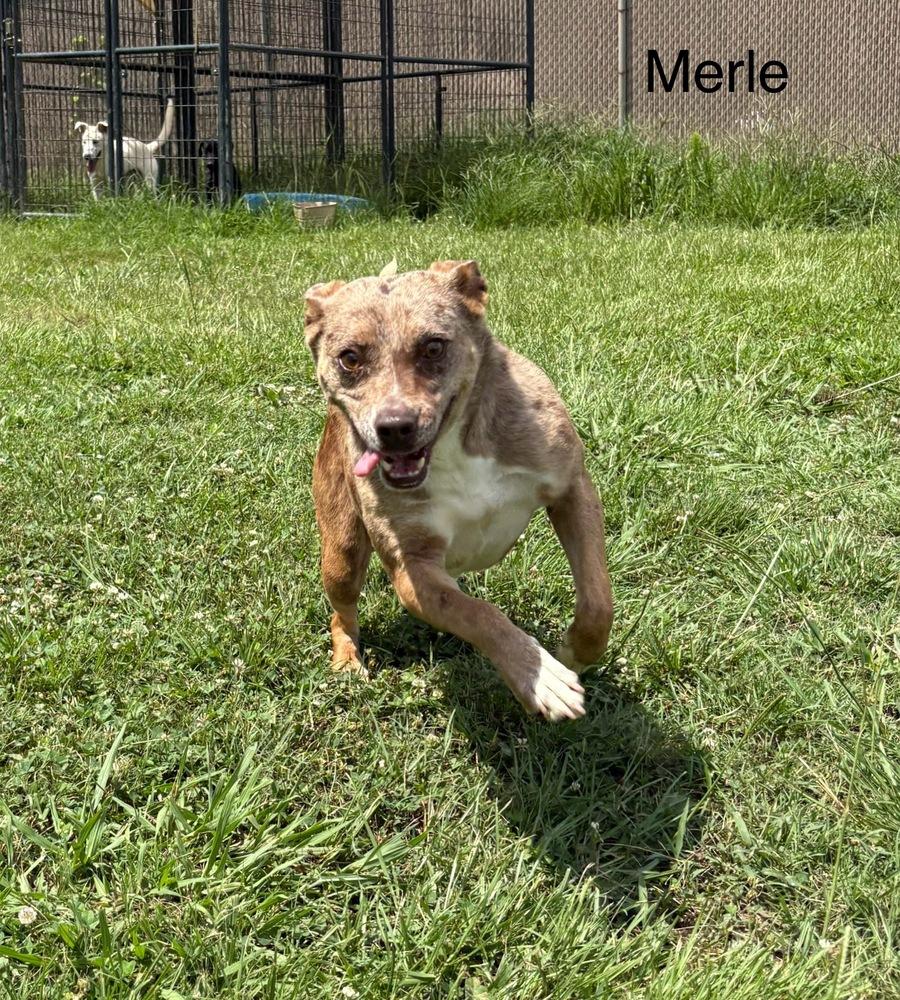 Enlarge Merle 24, a Adoptable Mixed Breed in Crystal Springs, MS image 2/4