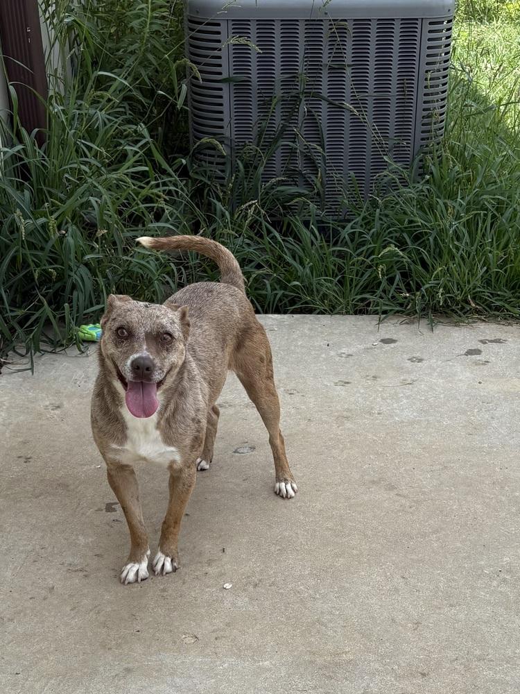 Enlarge Merle 24, a Adoptable Mixed Breed in Crystal Springs, MS image 3/4