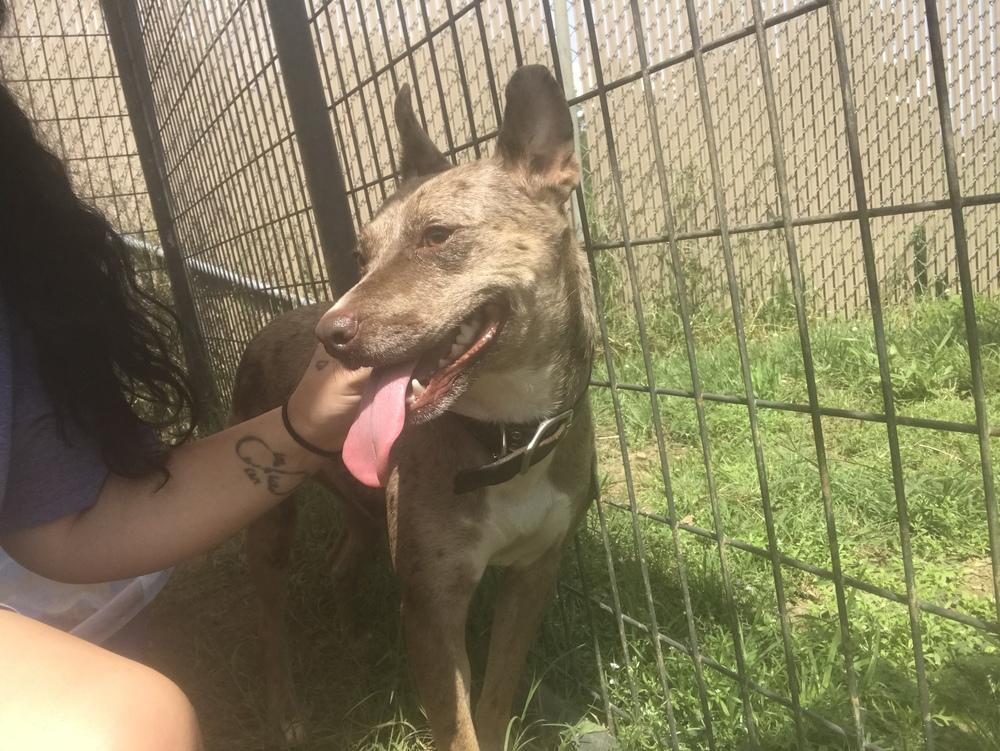 Enlarge Merle 24, a Adoptable Mixed Breed in Crystal Springs, MS image 4/4