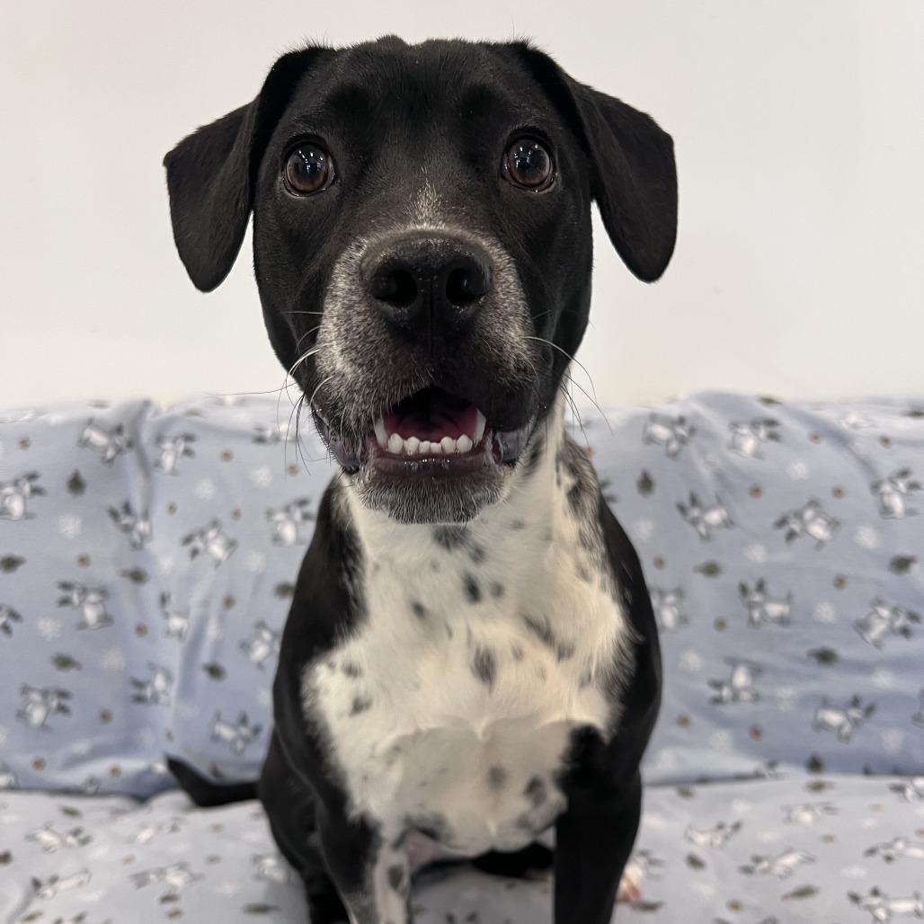 Enlarge Moonstone, a Adoptable mixed breed in Chicago, IL image 1/5