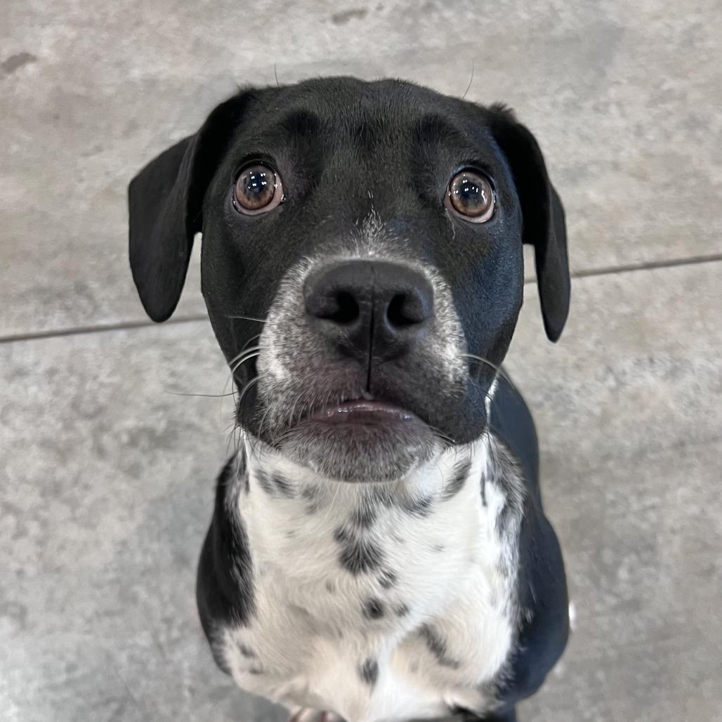 Enlarge Moonstone, a Adoptable mixed breed in Chicago, IL image 2/5