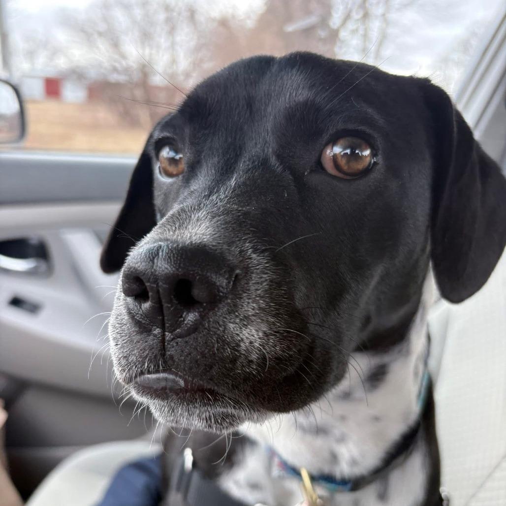 Enlarge Moonstone, a Adoptable mixed breed in Chicago, IL image 3/5