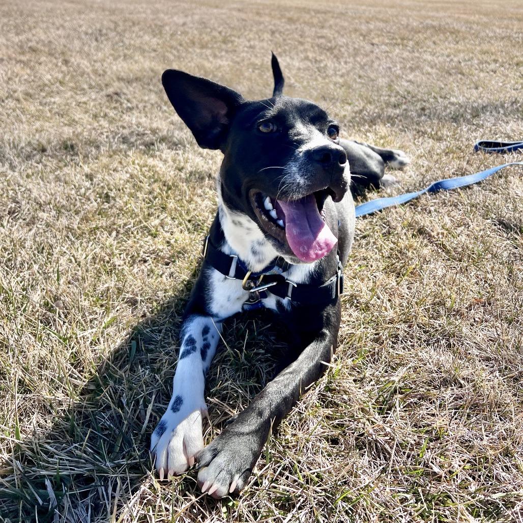 Enlarge Moonstone, a Adoptable mixed breed in Chicago, IL image 4/5