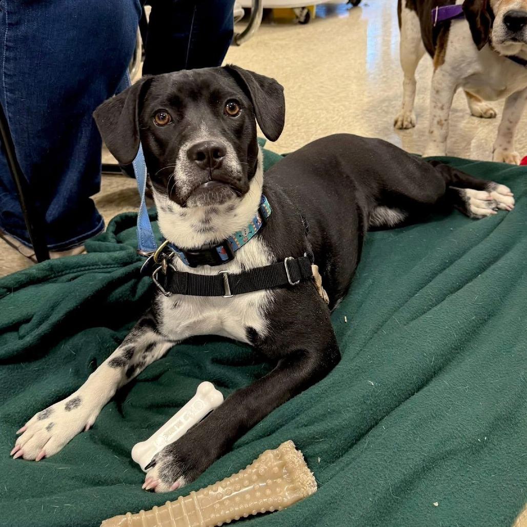 Enlarge Moonstone, a Adoptable mixed breed in Chicago, IL image 5/5