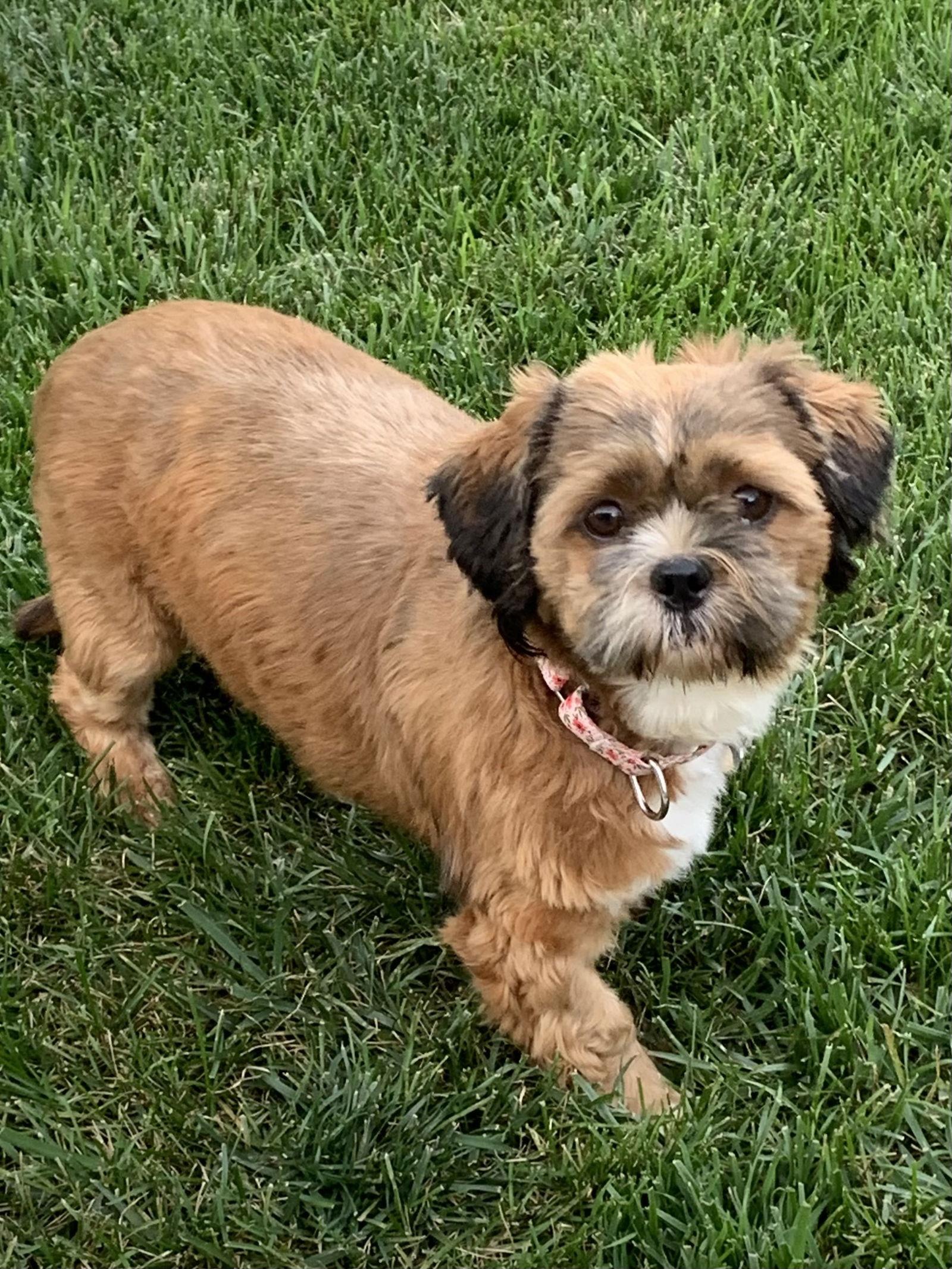 Hazel, a Adopted Shih Tzu image 1/3