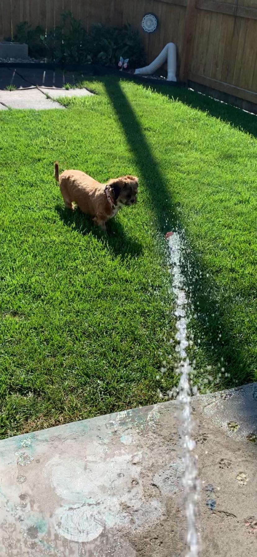 Hazel, a Adopted Shih Tzu image 2/3