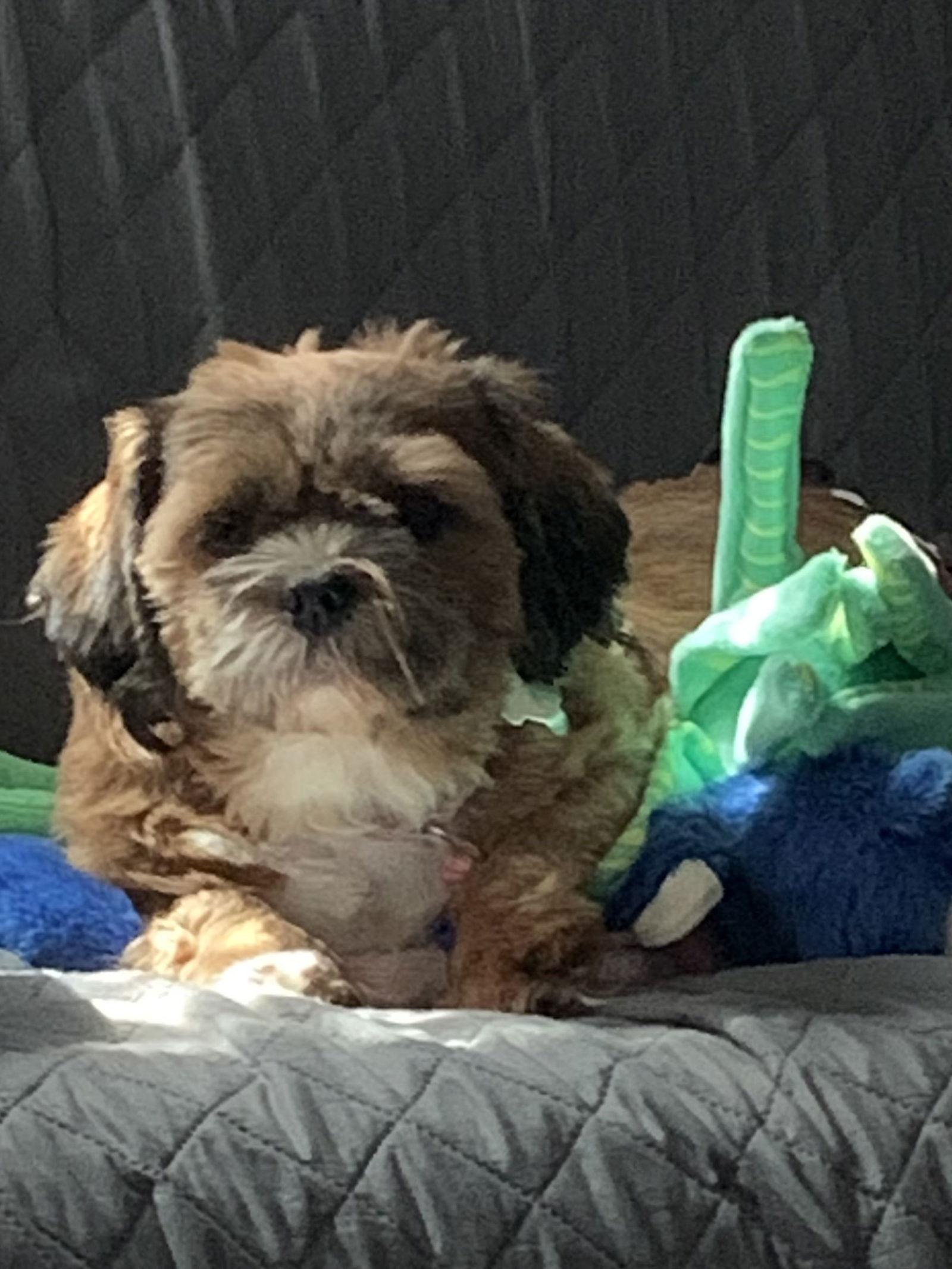 Hazel, a Adopted Shih Tzu image 3/3