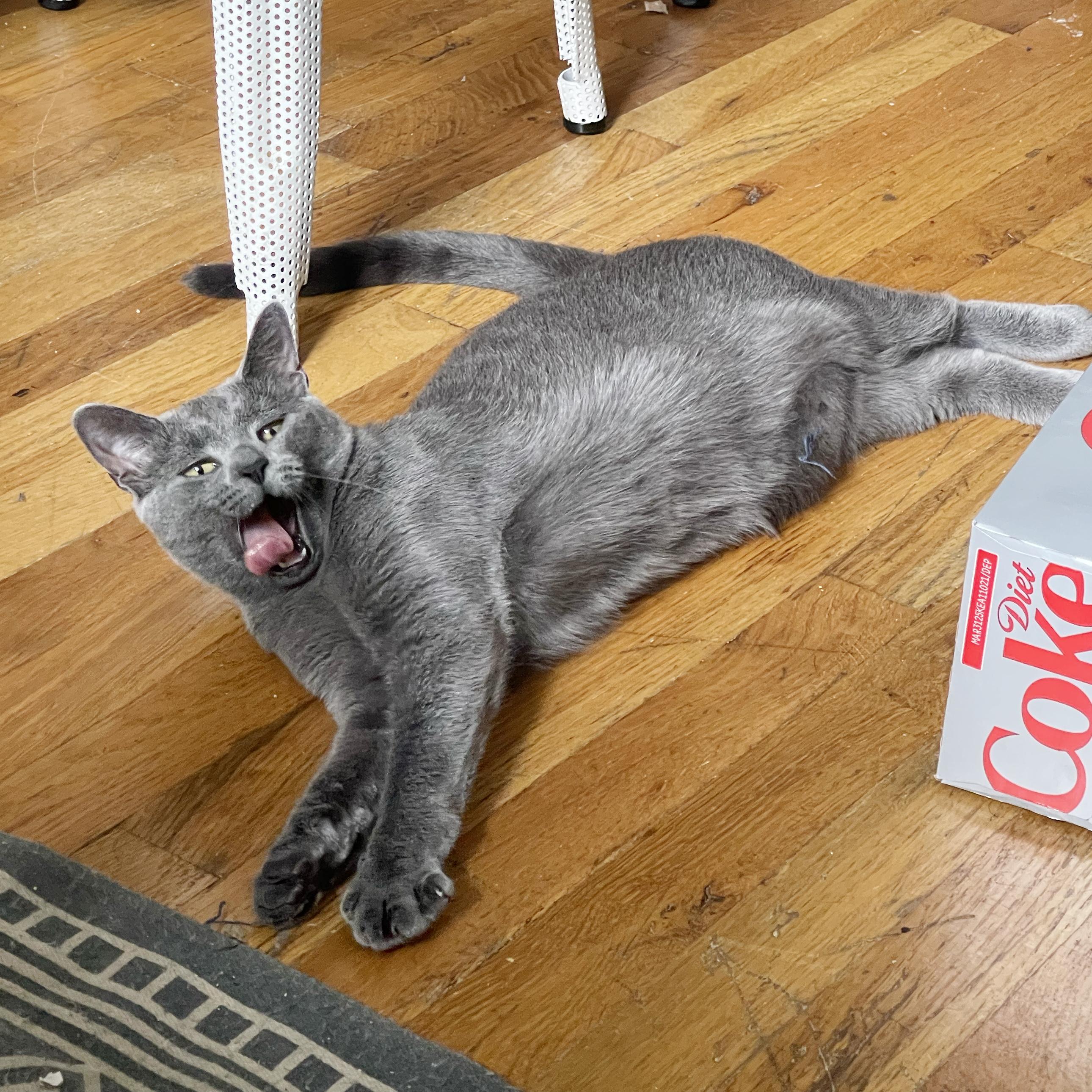 Enlarge Patty Cake, a Adoptable Domestic Short Hair in BROOKLYN, NY image 1/6