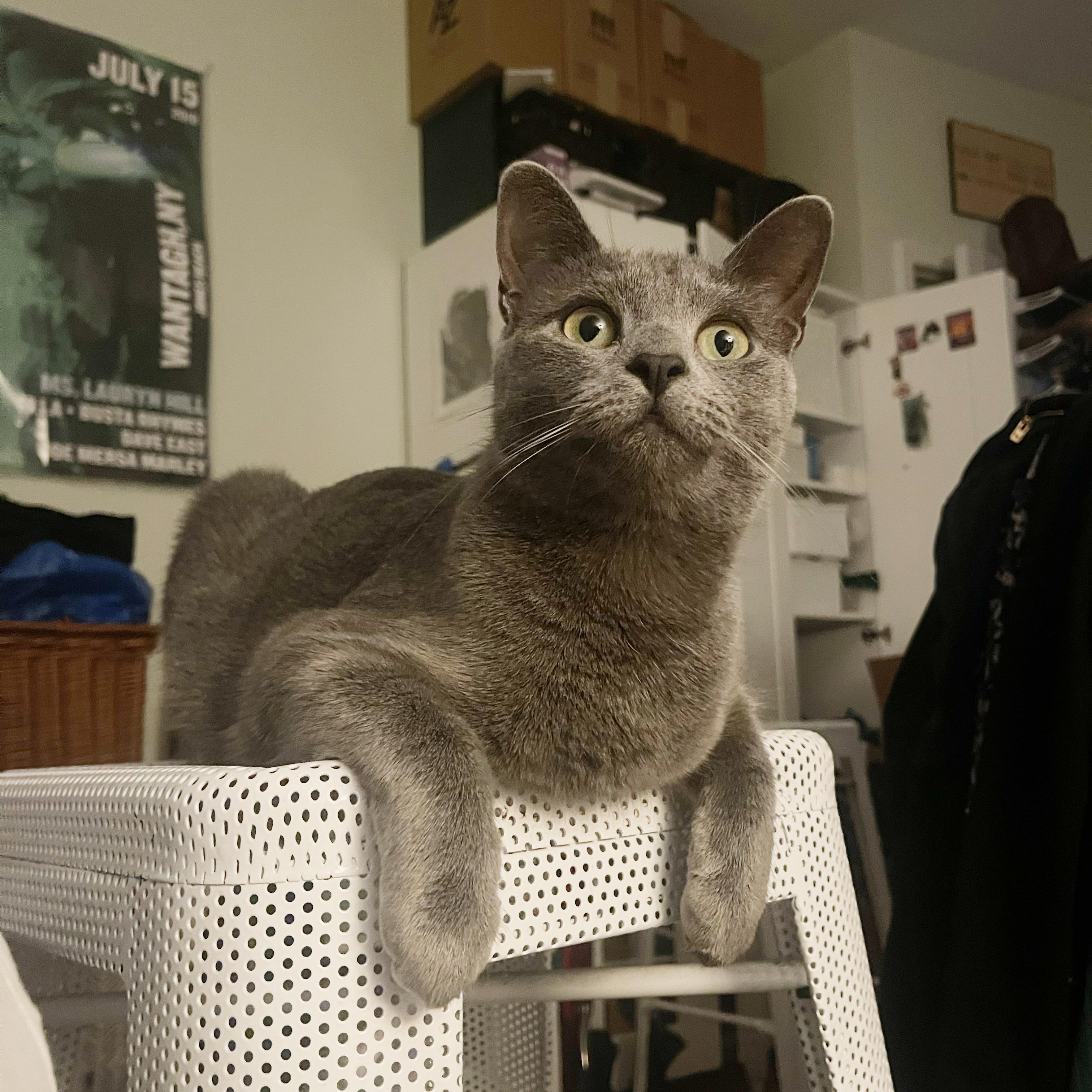 Enlarge Patty Cake, a Adoptable Domestic Short Hair in BROOKLYN, NY image 3/6