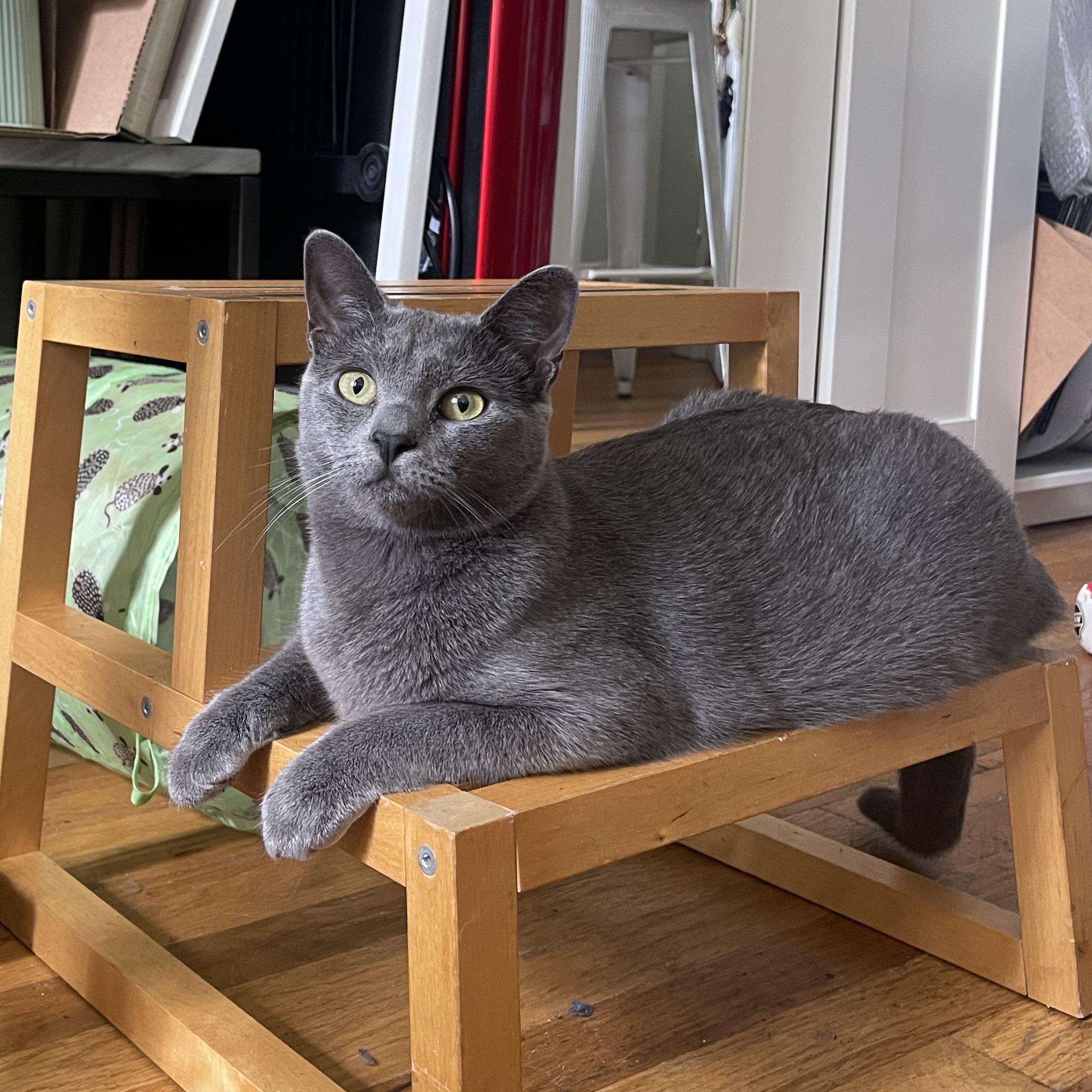 Enlarge Patty Cake, a Adoptable Domestic Short Hair in BROOKLYN, NY image 5/6