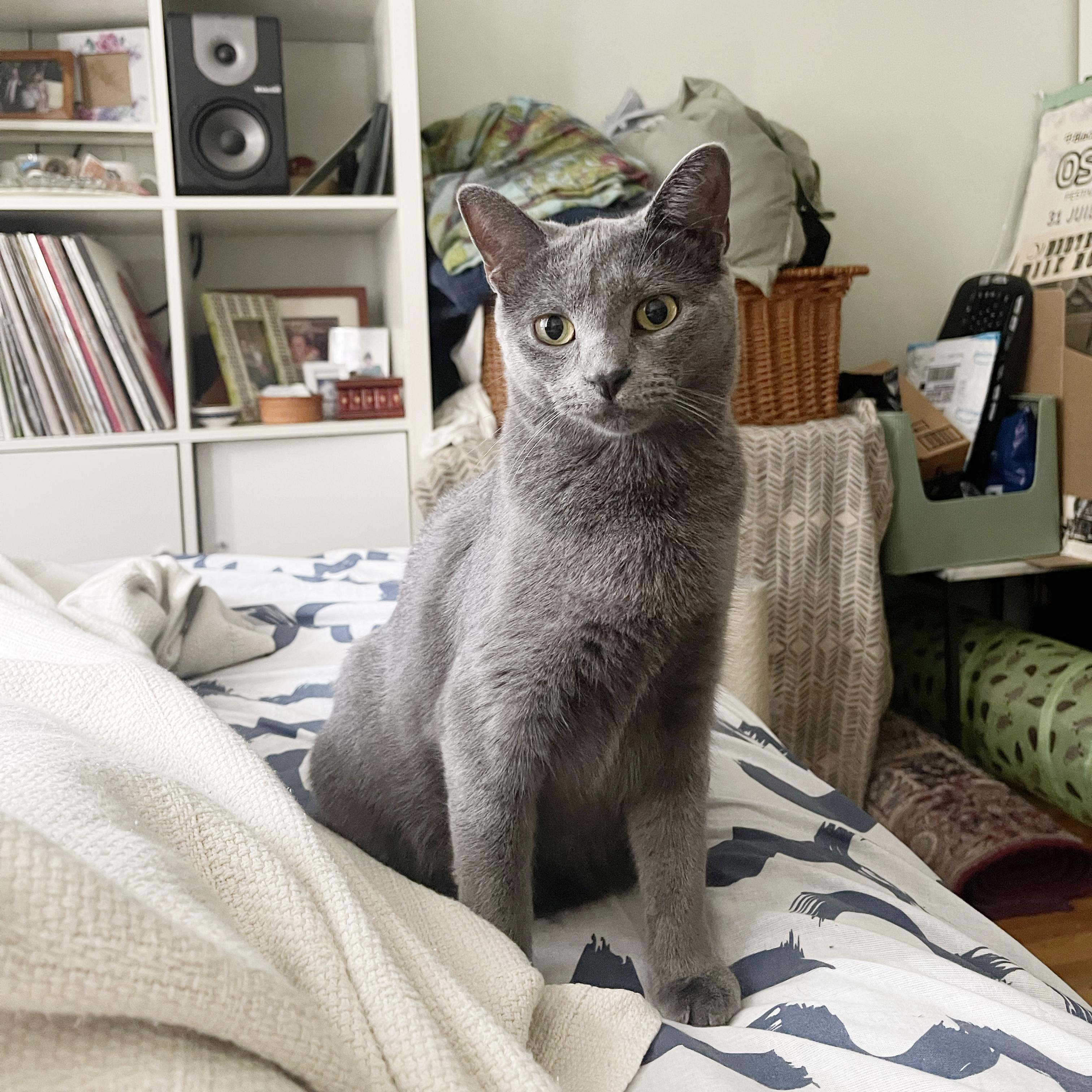 Enlarge Patty Cake, a Adoptable Domestic Short Hair in BROOKLYN, NY image 2/6