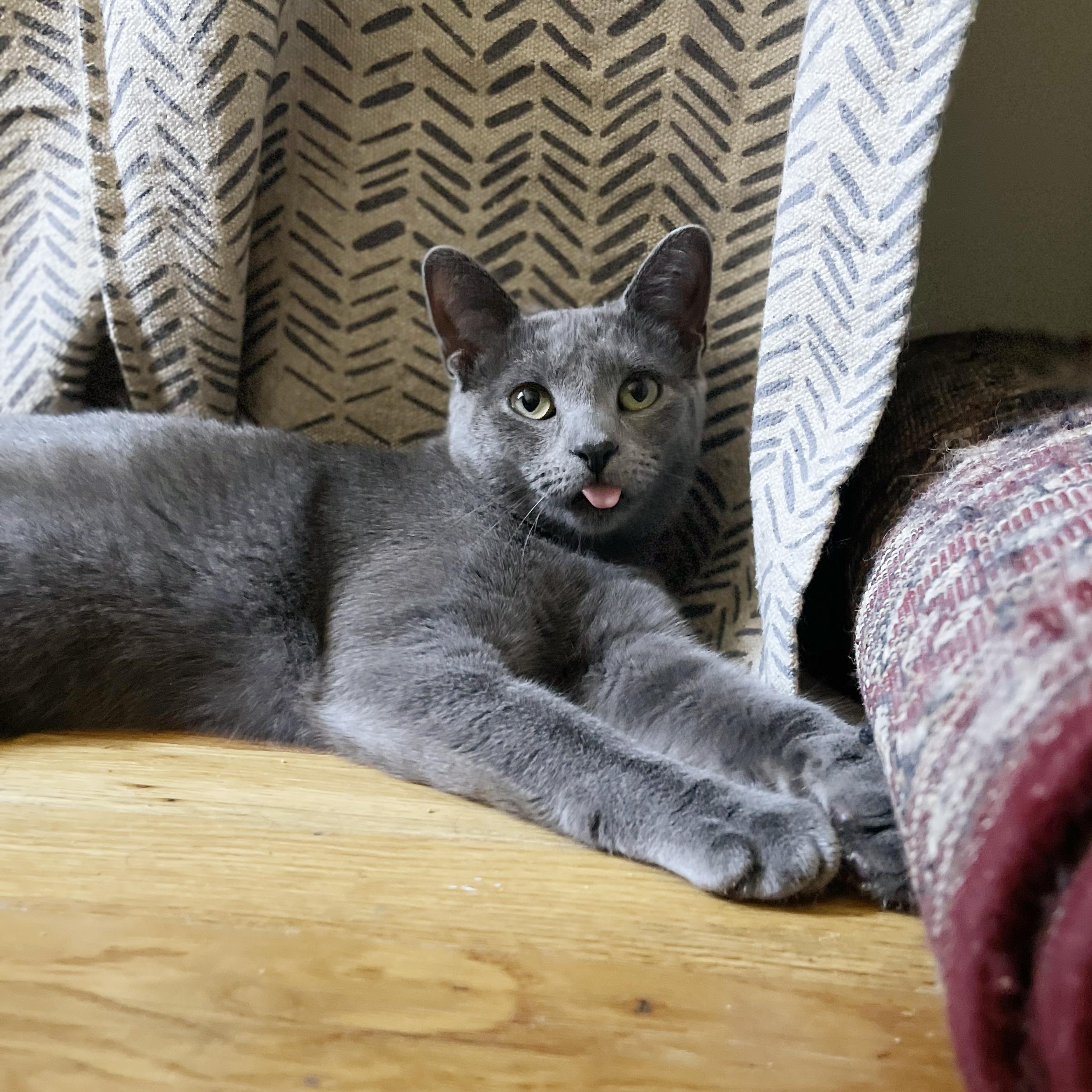 Enlarge Patty Cake, a Adoptable Domestic Short Hair in BROOKLYN, NY image 6/6