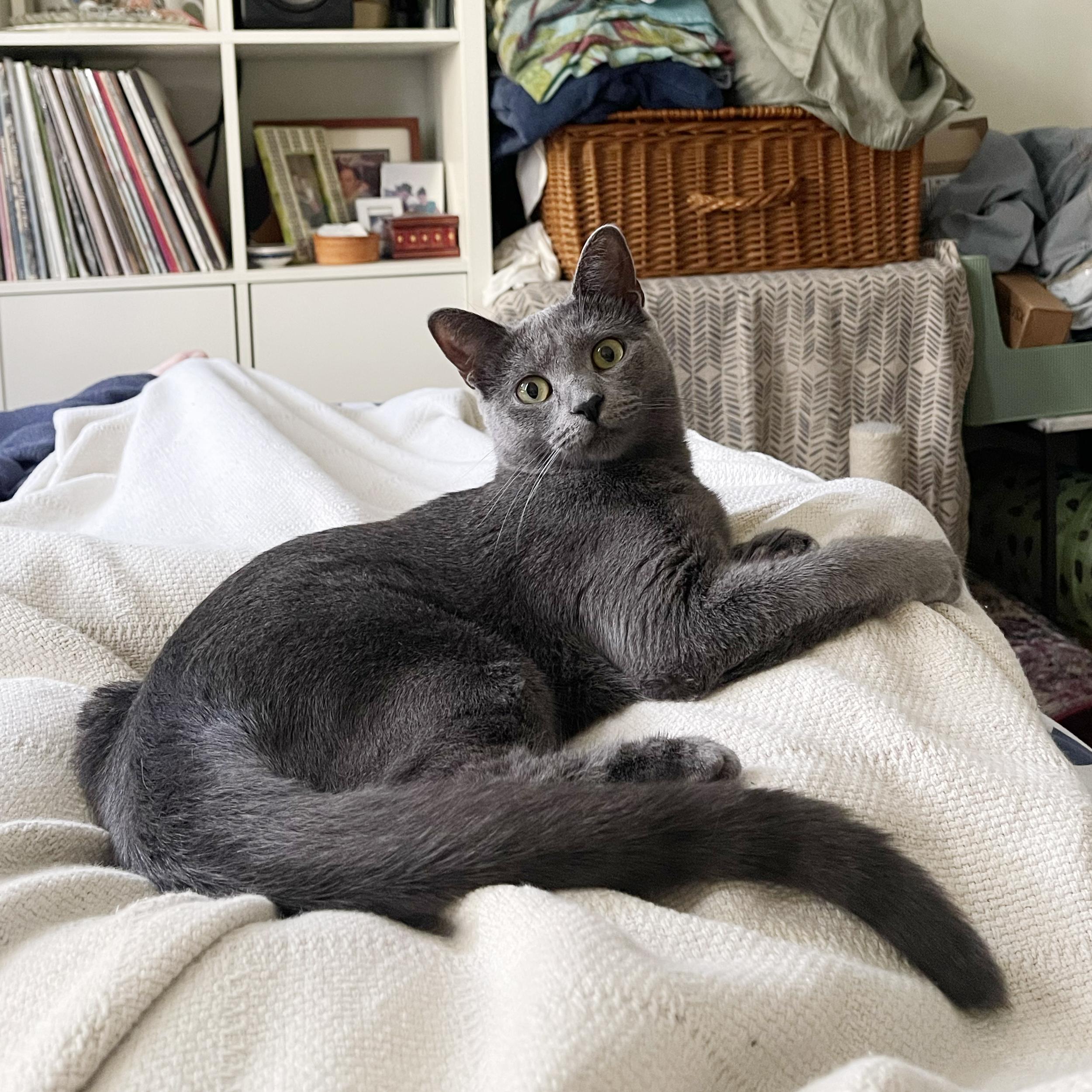 Enlarge Patty Cake, a Adoptable Domestic Short Hair in BROOKLYN, NY image 4/6