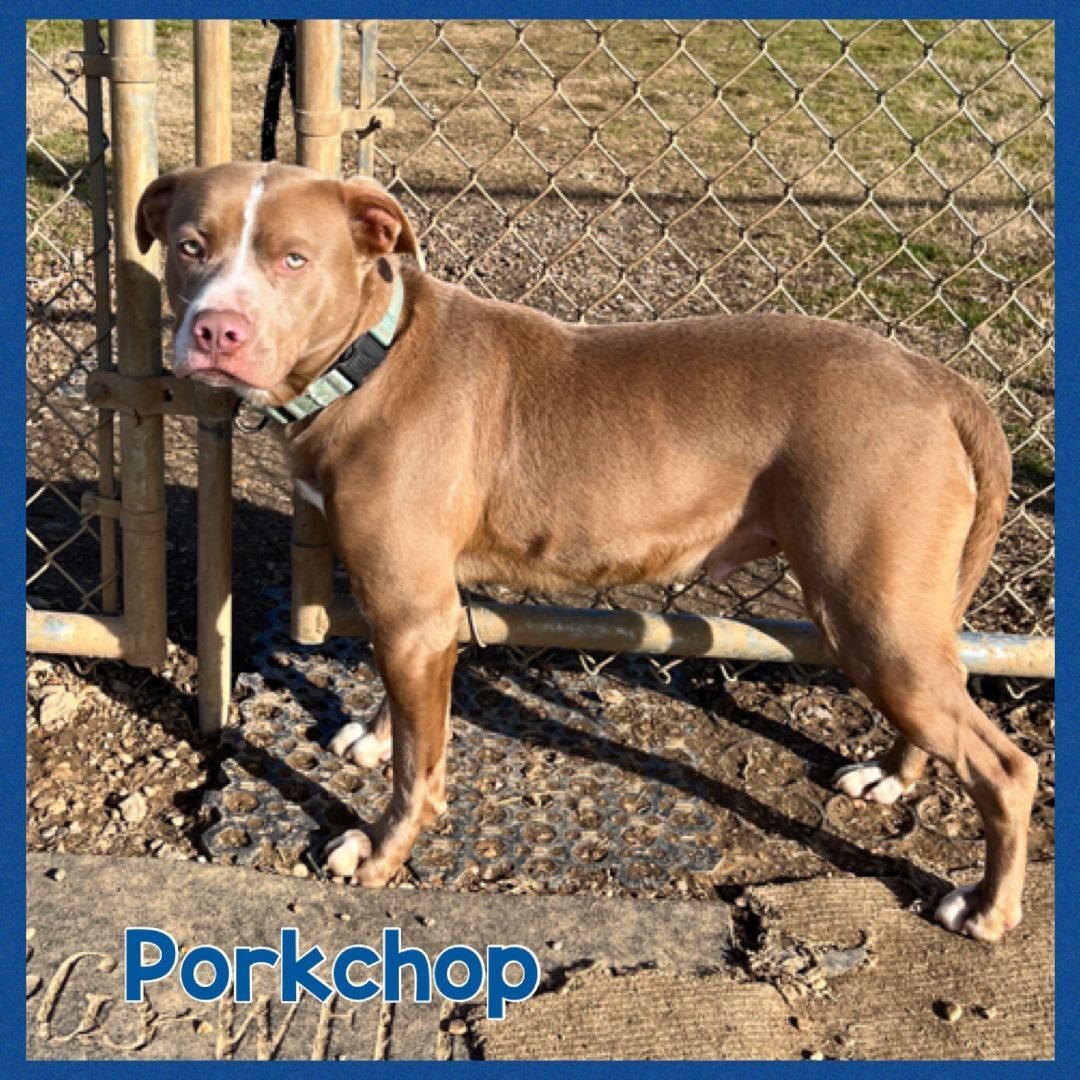 Porkchop, a Adoptable mixed breed in Bolivar, TN image 3/4