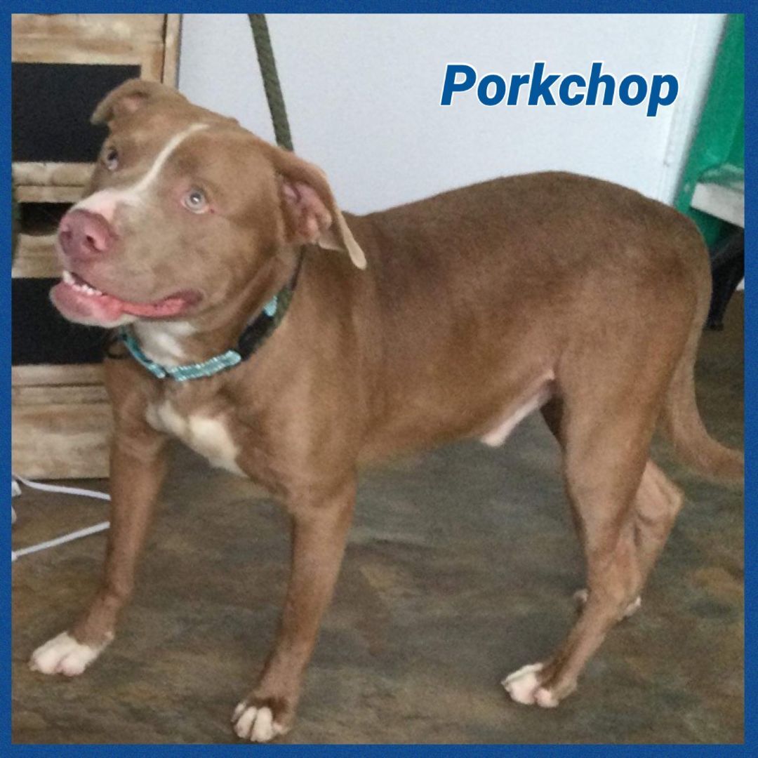 Porkchop, a Adoptable mixed breed in Bolivar, TN image 4/4