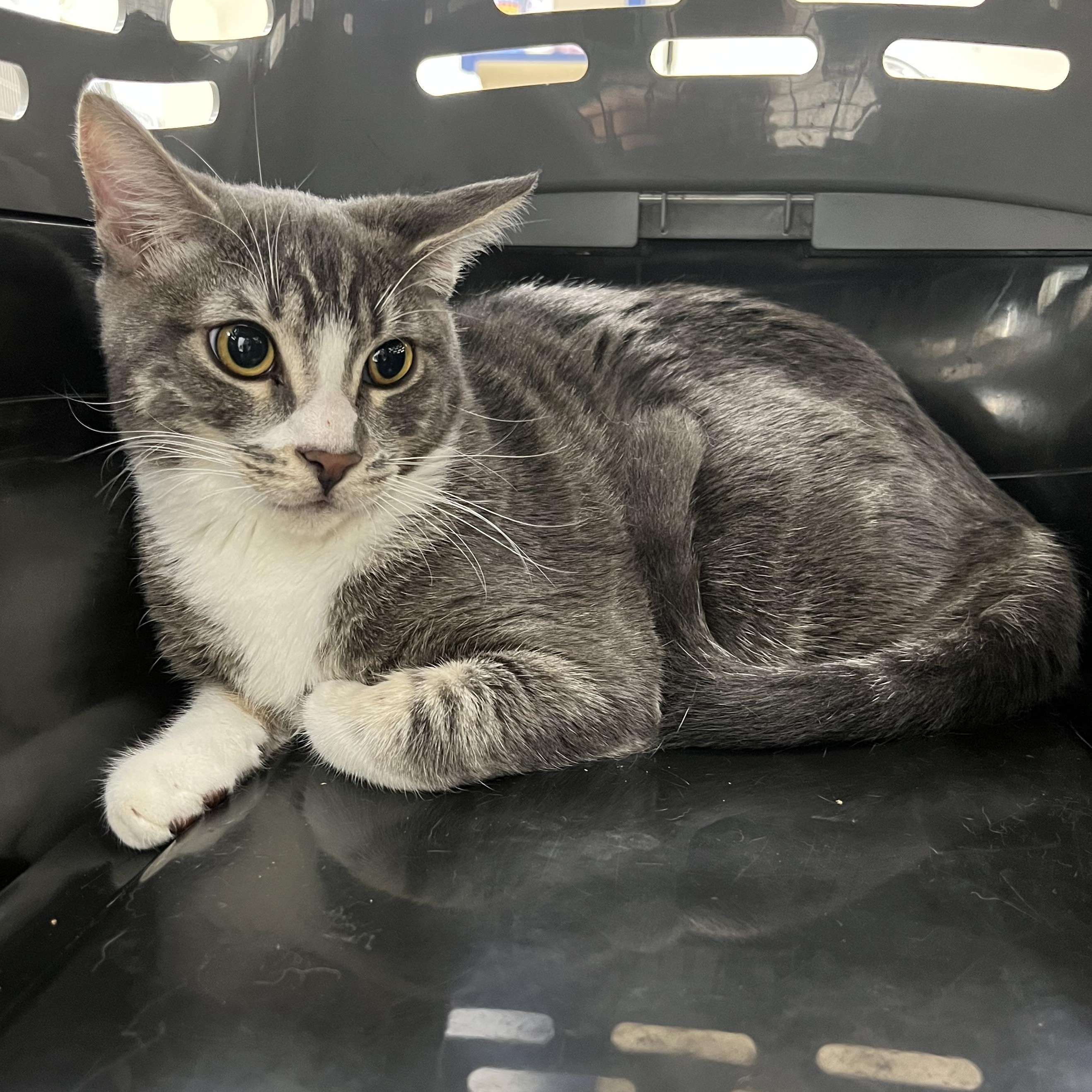 Enlarge Fig, a Adoptable Domestic Short Hair in Santa Ana, CA image 1/3