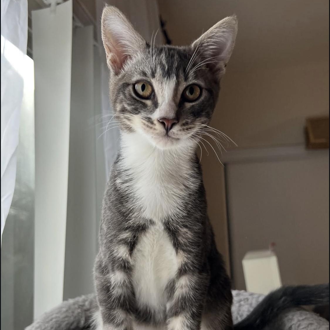 Enlarge Fig, a Adoptable Domestic Short Hair in Santa Ana, CA image 2/3