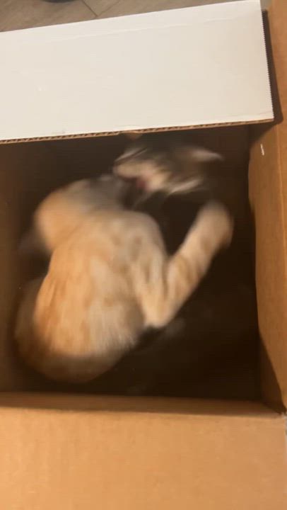 Enlarge Fig, a Adoptable Domestic Short Hair in Santa Ana, CA video 3/3