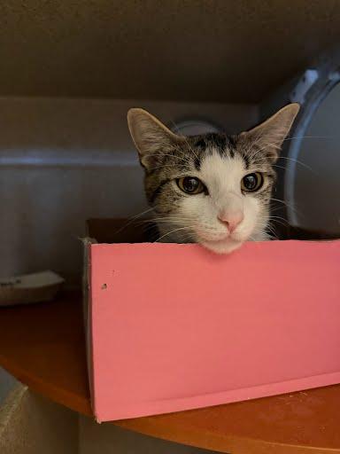 Daisy, Adoptable, Adult Female Domestic Short Hair & Domestic Short Hair.