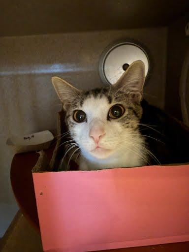Enlarge Daisy, a Adoptable mixed breed in Washington, DC image 2/2