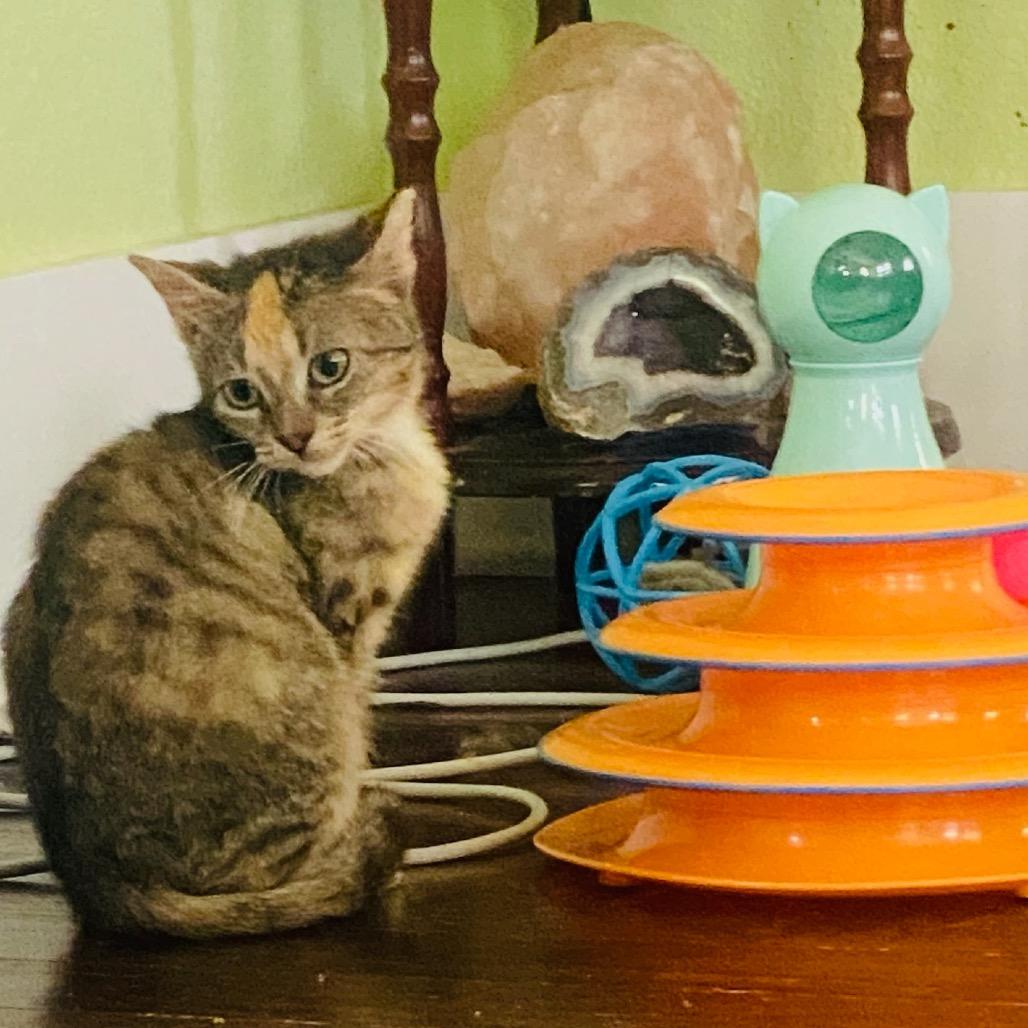 Cookie, Adoptable, Young Female Domestic Short Hair.