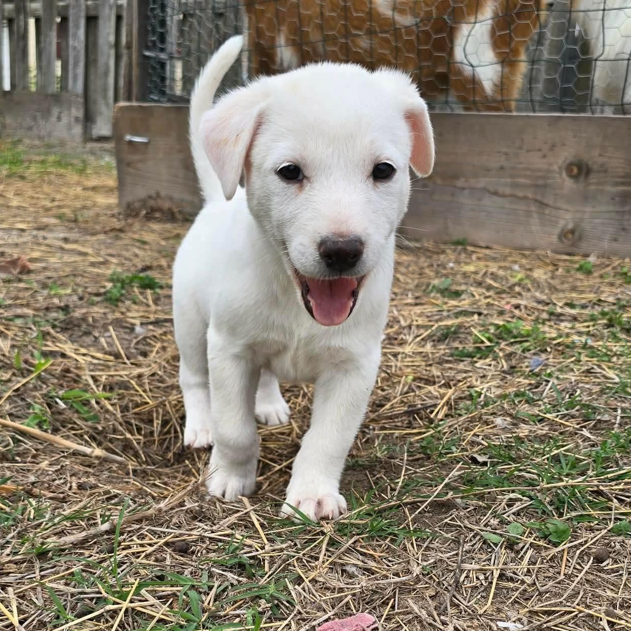 Rose, ADOPTABLE, Puppy Female Labrador Retriever & Australian Cattle Dog / Blue Heeler.