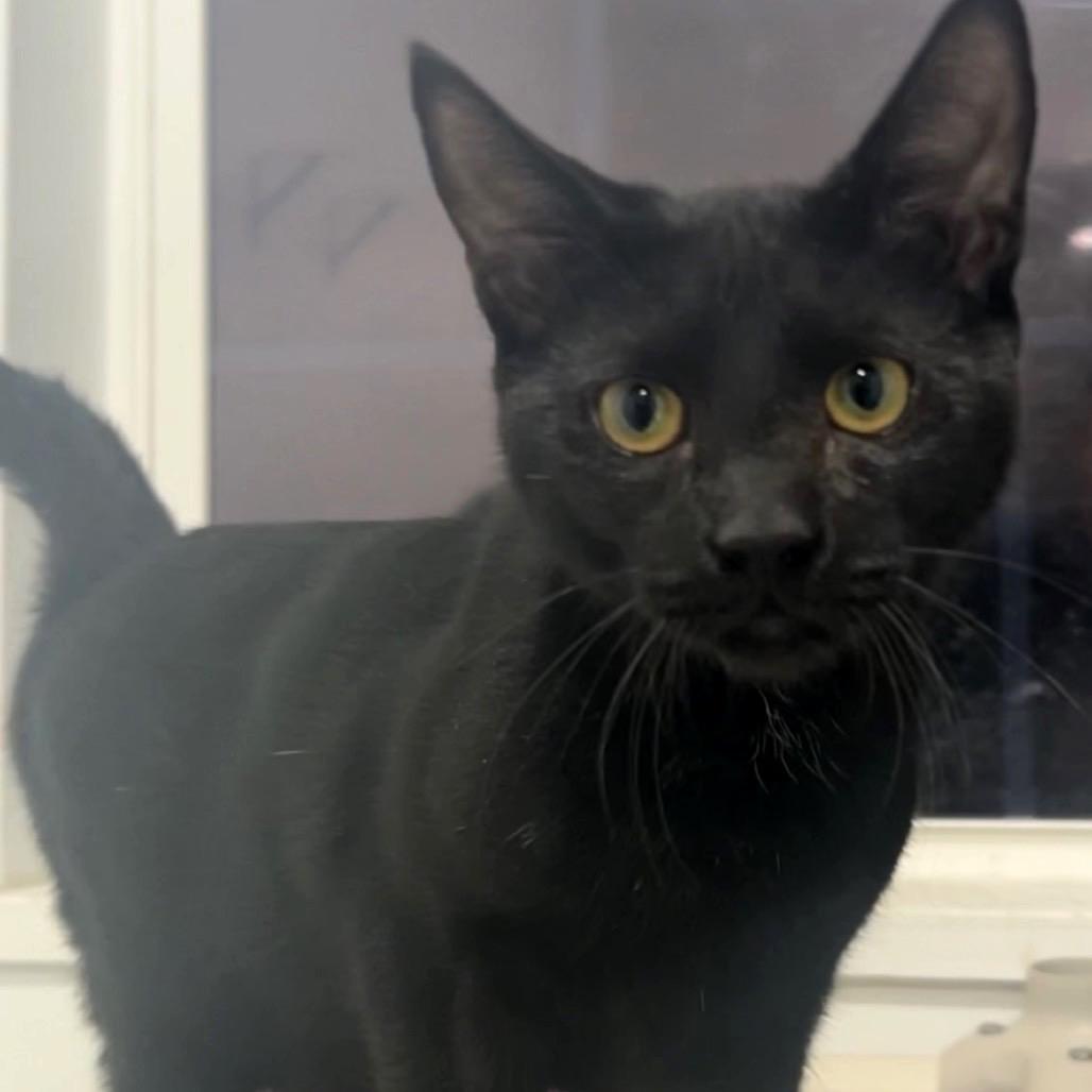 Sirius, Adoptable, Young Male Domestic Short Hair.