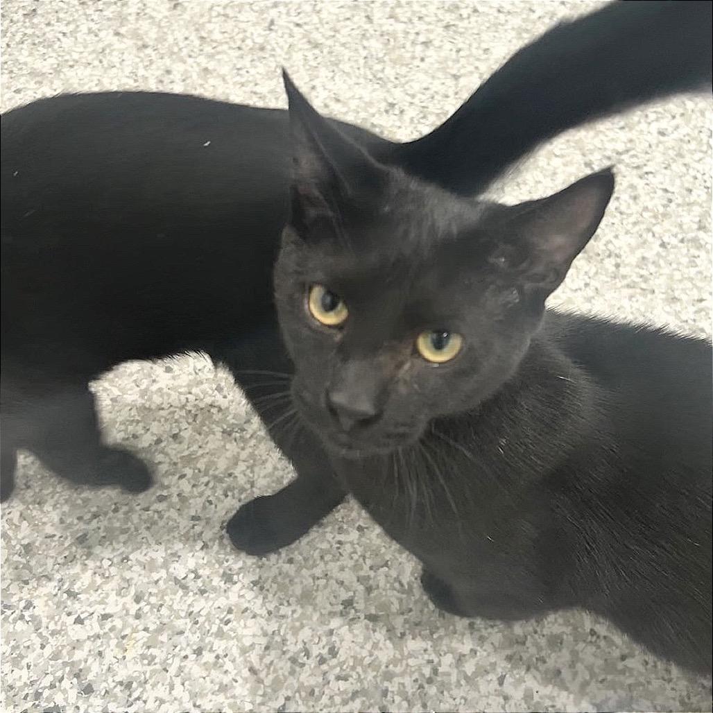 Enlarge Sirius, a Adoptable Domestic Short Hair in Manheim, PA image 2/2