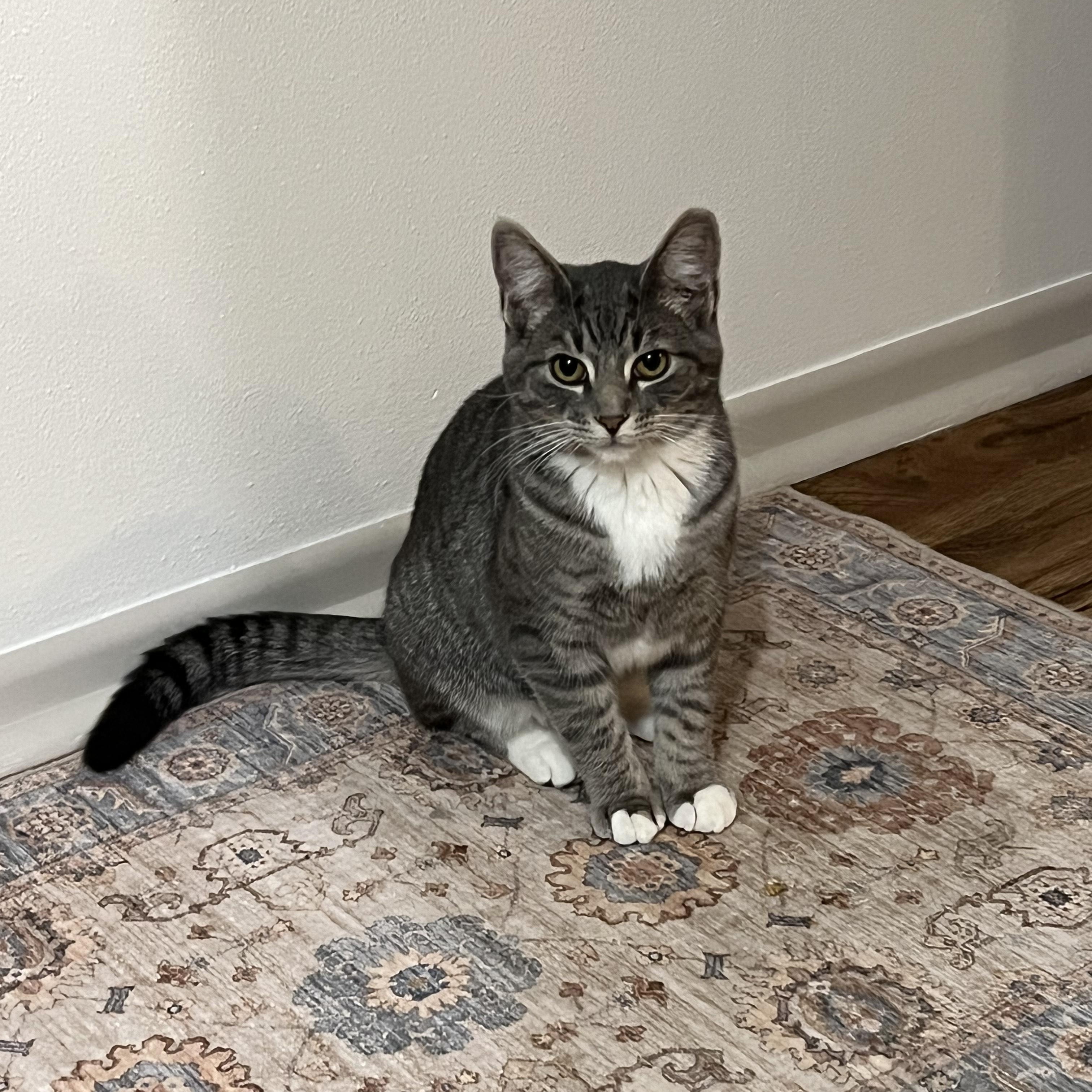 Chiclet, Adoptable, Young Male Domestic Short Hair.