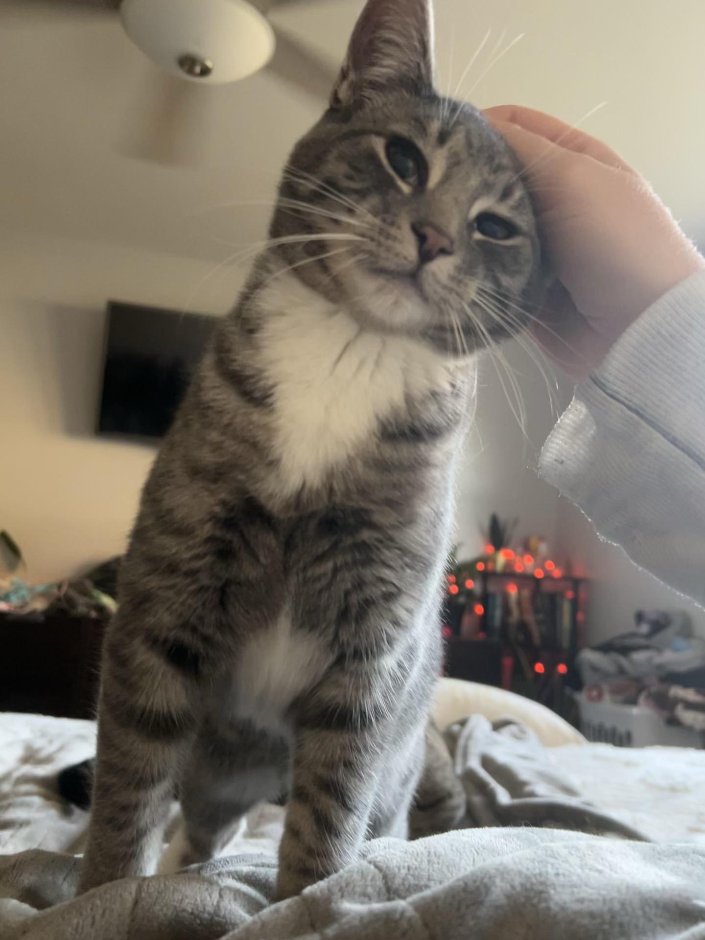 Chiclet, a Adoptable Domestic Short Hair in Milwaukee, WI image 3/3