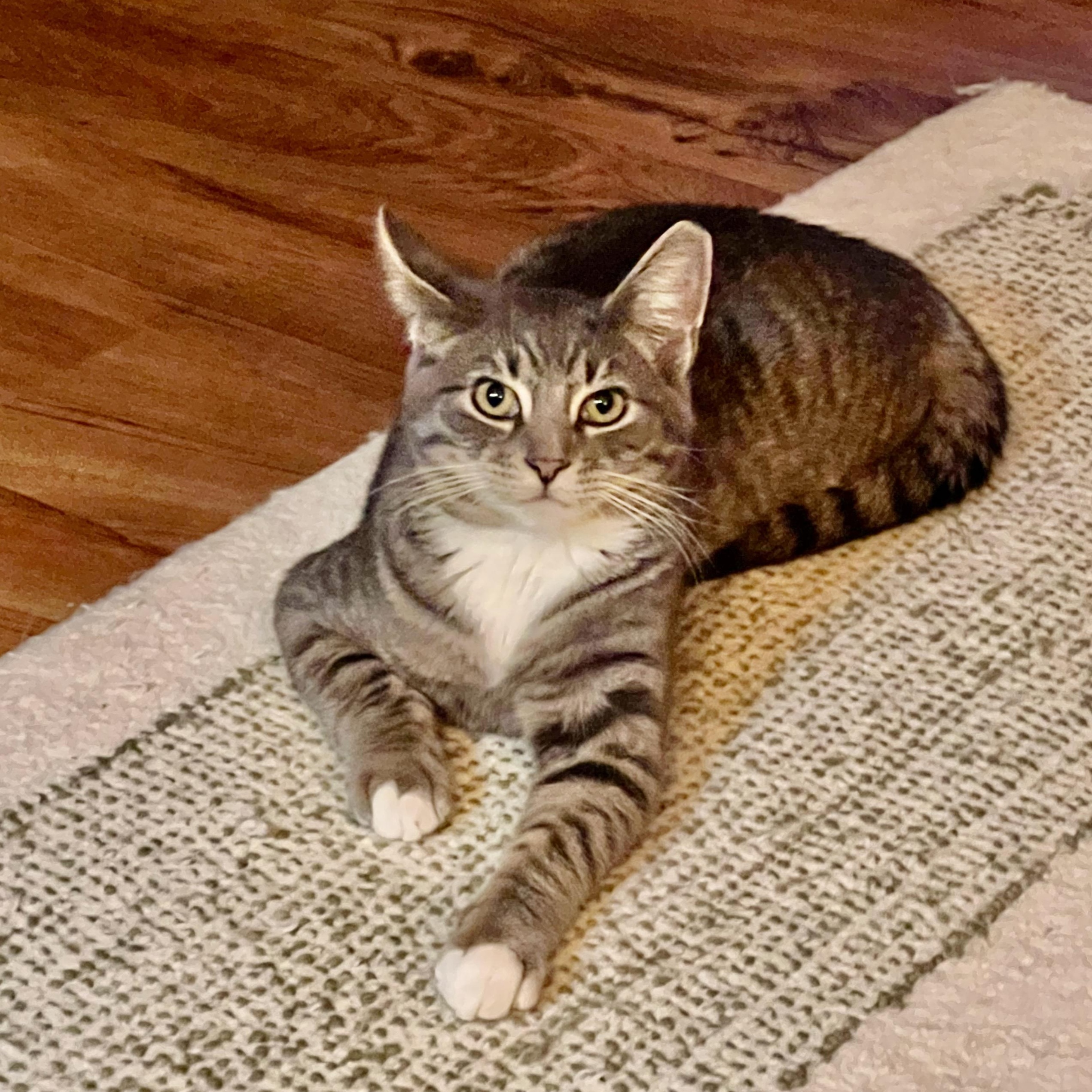 Chiclet, a Adoptable Domestic Short Hair in Milwaukee, WI image 2/3